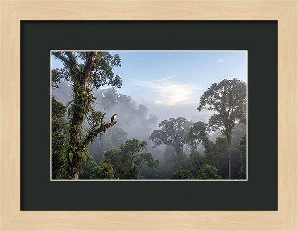 Philippine Eagle In Misty Rainforest