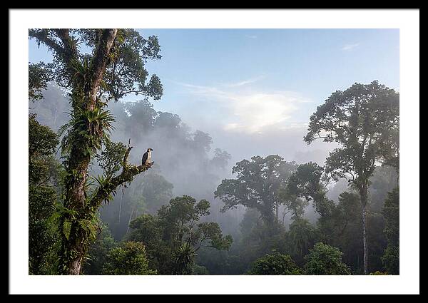 Philippine Eagle In Misty Rainforest