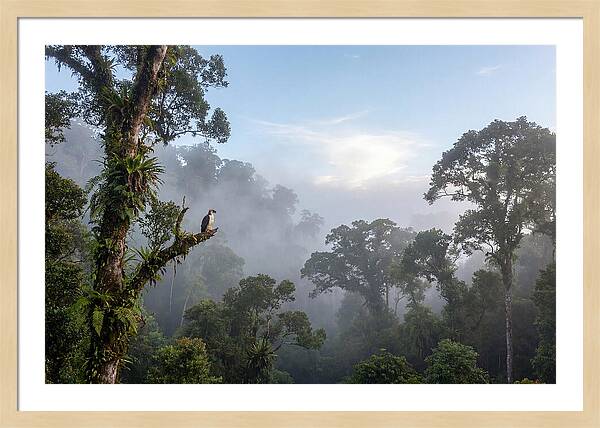 Philippine Eagle In Misty Rainforest