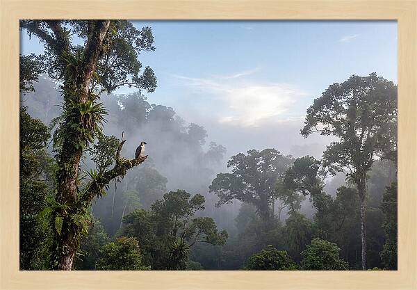 Philippine Eagle In Misty Rainforest