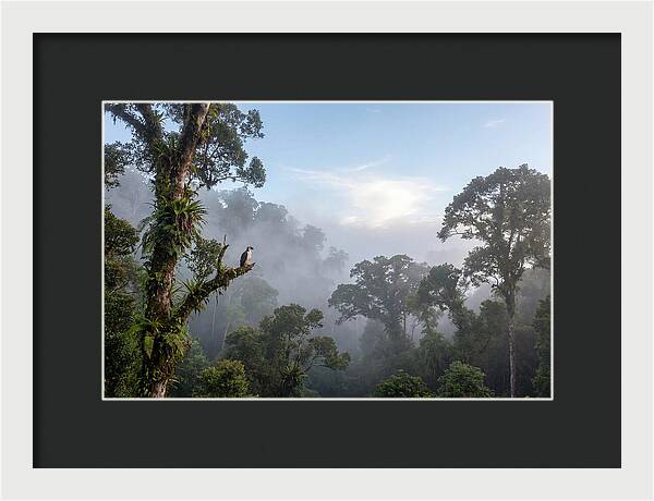 Philippine Eagle In Misty Rainforest