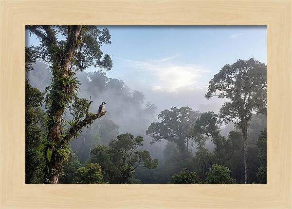 Philippine Eagle In Misty Rainforest