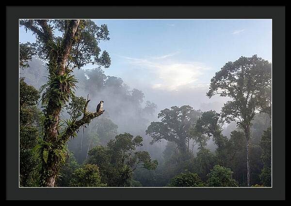 Philippine Eagle In Misty Rainforest