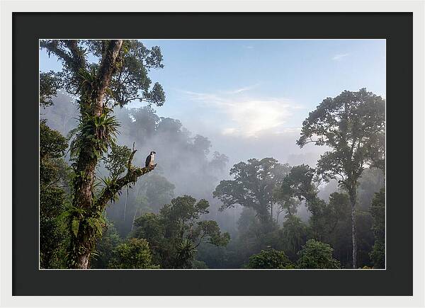 Philippine Eagle In Misty Rainforest