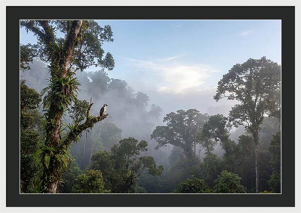 Philippine Eagle In Misty Rainforest