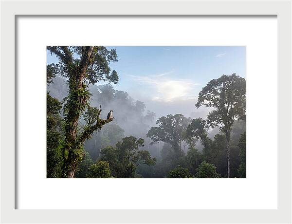 Philippine Eagle In Misty Rainforest