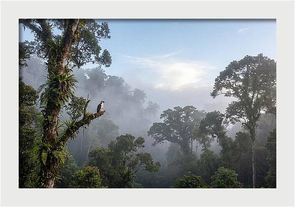 Philippine Eagle In Misty Rainforest