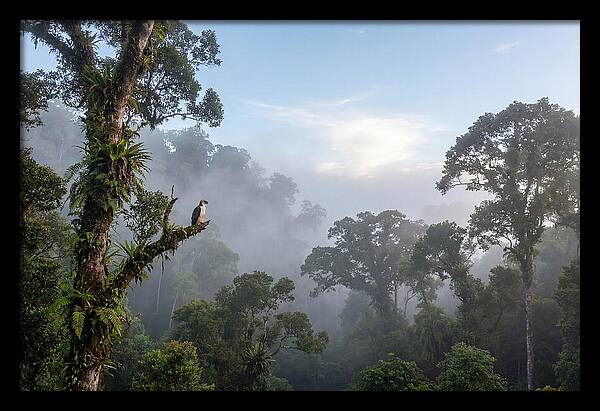 Philippine Eagle In Misty Rainforest