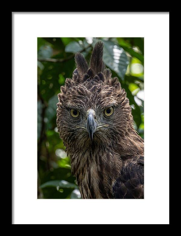 Philippine Eagle Majesty