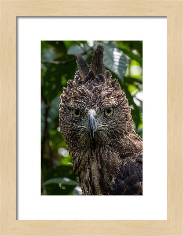 Philippine Eagle Majesty