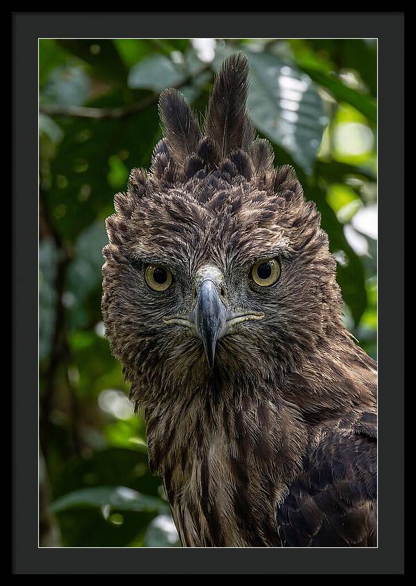Philippine Eagle Majesty