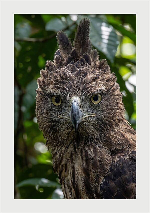 Philippine Eagle Majesty