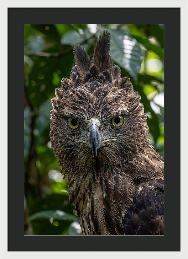 Philippine Eagle Majesty