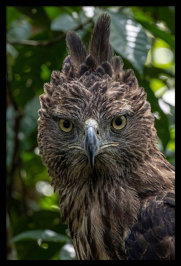 Philippine Eagle Majesty