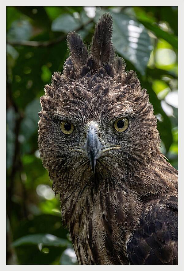 Philippine Eagle Majesty