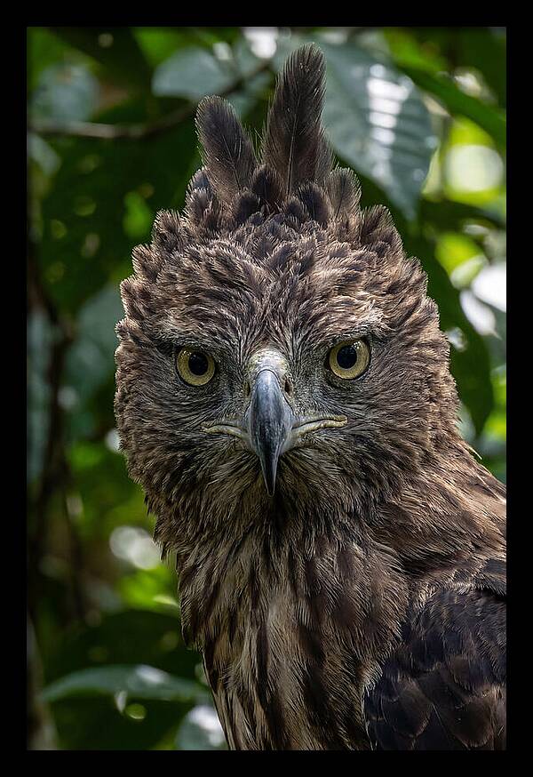 Philippine Eagle Majesty