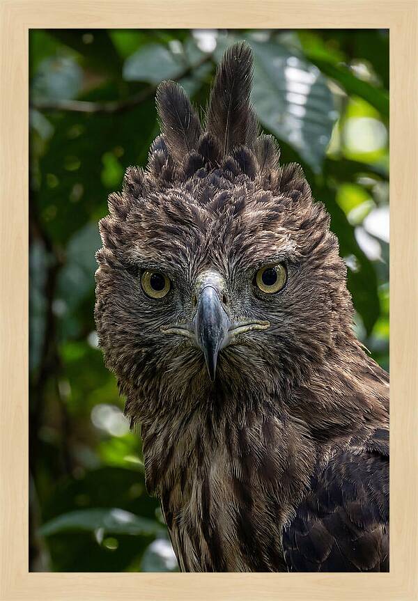 Philippine Eagle Majesty