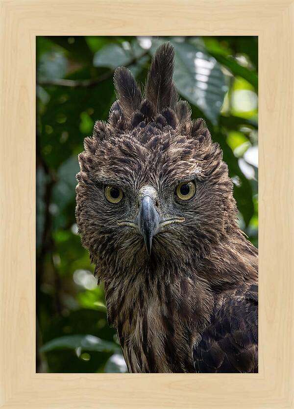 Philippine Eagle Majesty