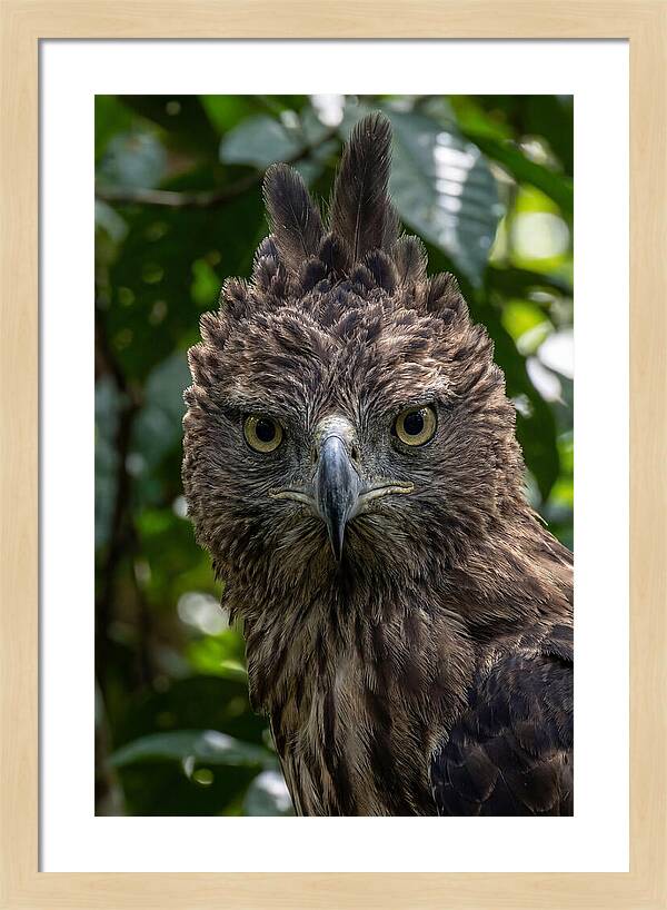 Philippine Eagle Majesty