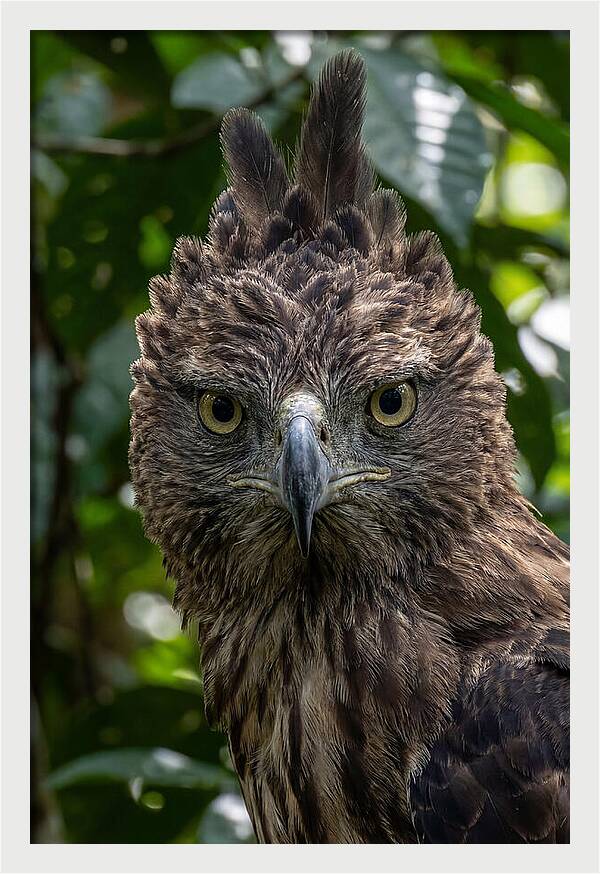 Philippine Eagle Majesty