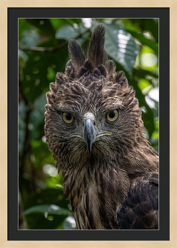 Philippine Eagle Majesty