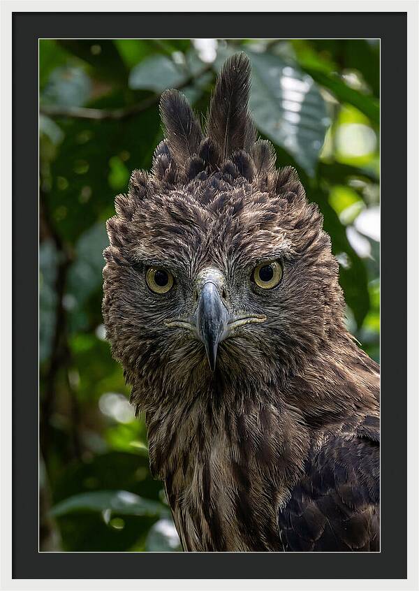 Philippine Eagle Majesty