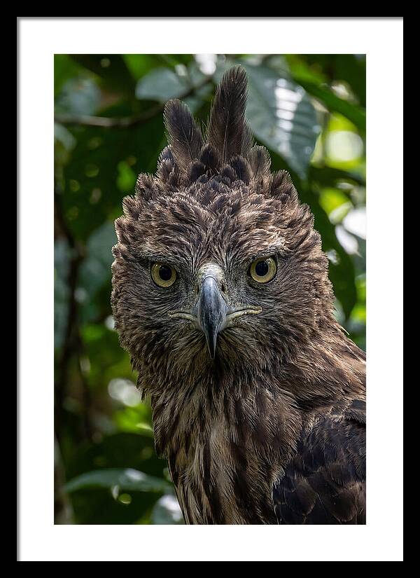 Philippine Eagle Majesty