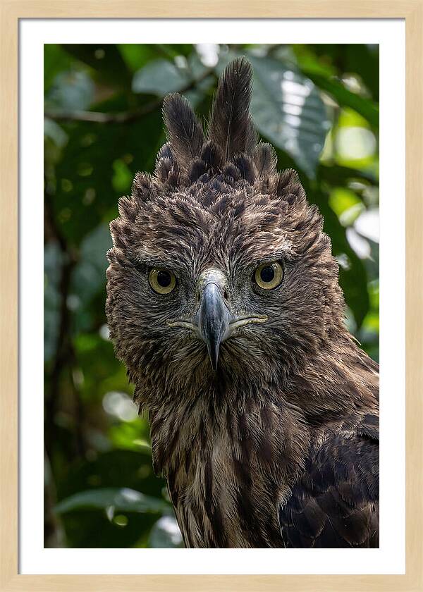 Philippine Eagle Majesty