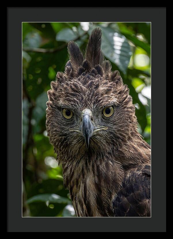 Philippine Eagle Majesty