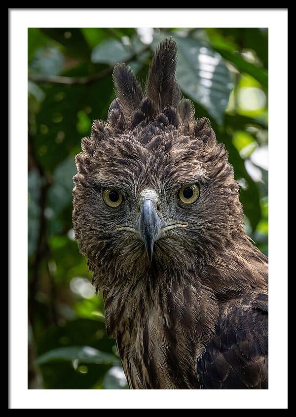 Philippine Eagle Majesty
