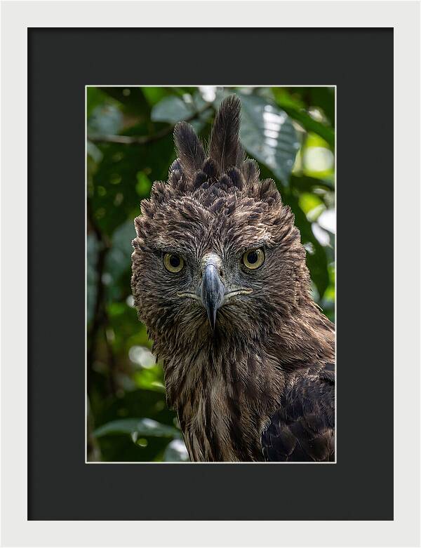 Philippine Eagle Majesty