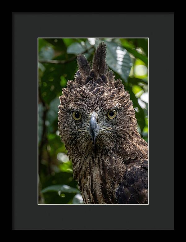 Philippine Eagle Majesty