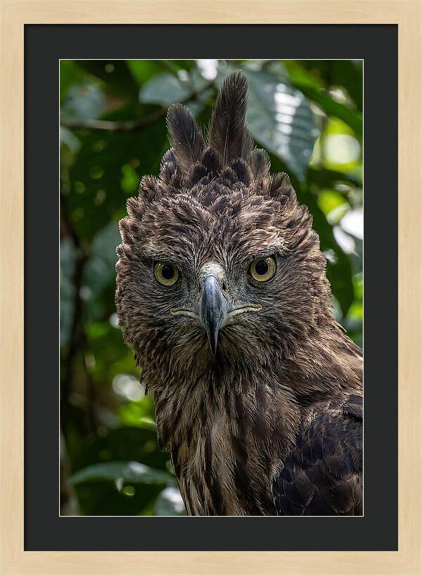 Philippine Eagle Majesty