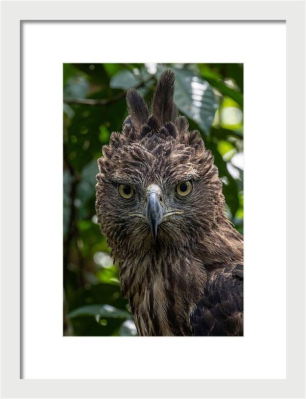 Philippine Eagle Majesty
