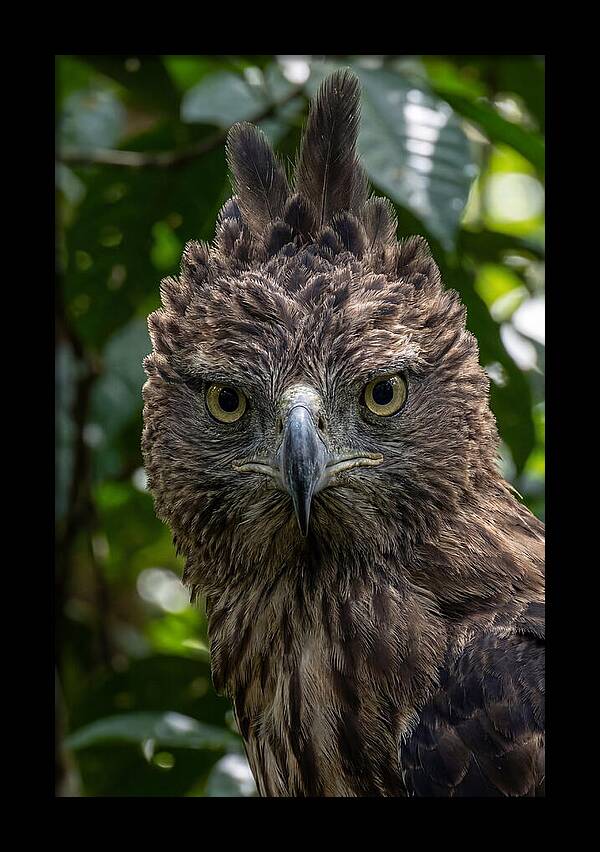 Philippine Eagle Majesty
