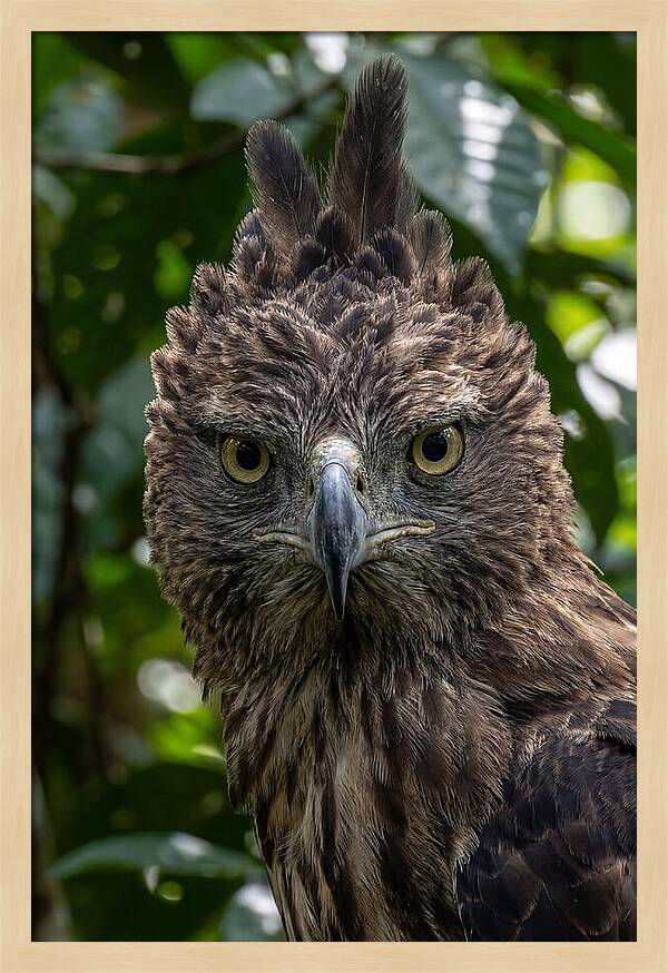Philippine Eagle Majesty