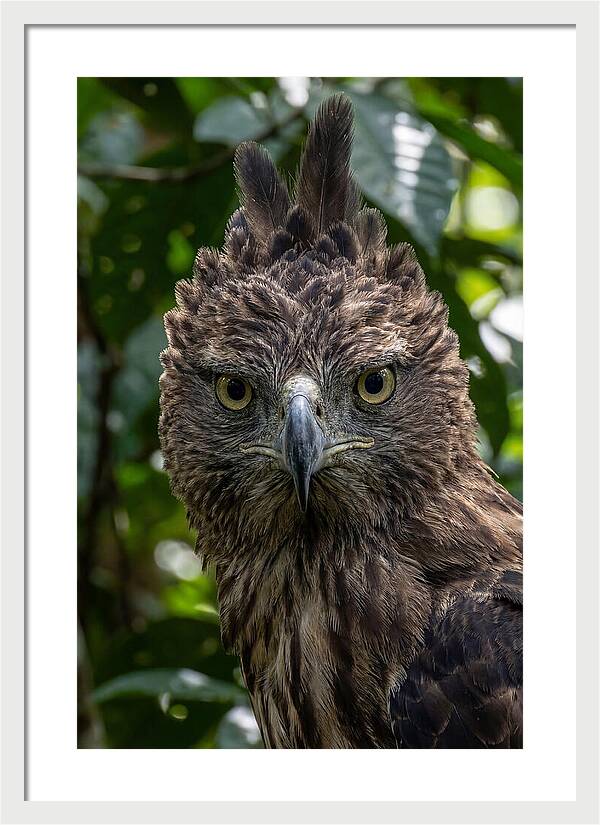 Philippine Eagle Majesty