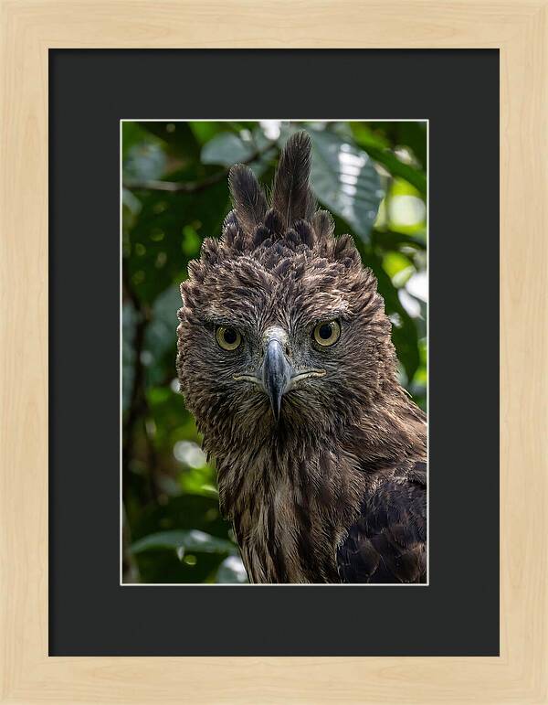 Philippine Eagle Majesty