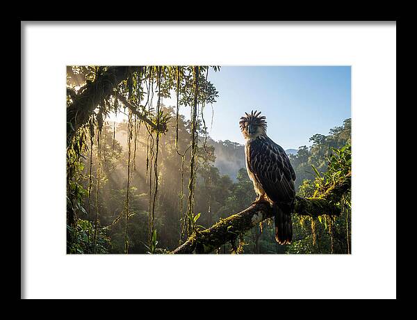 Philippine Eagle Perched Majestically