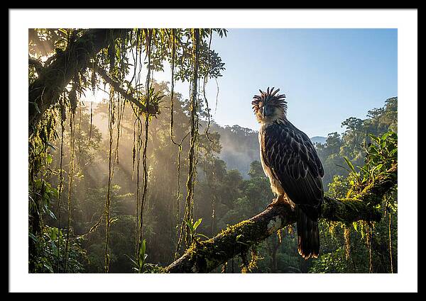 Philippine Eagle Perched Majestically