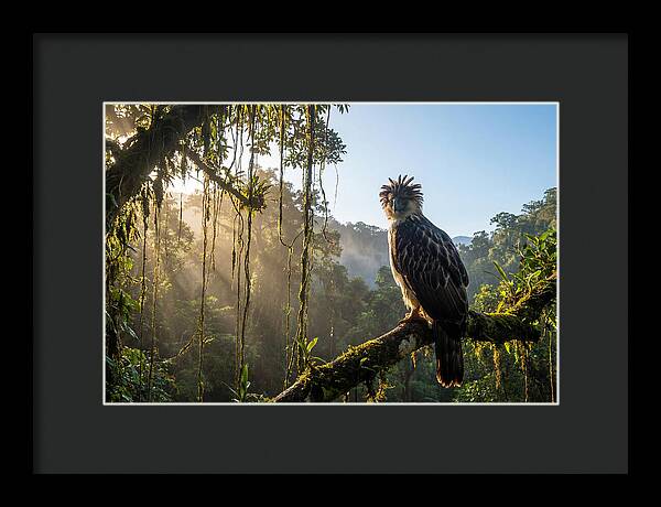 Philippine Eagle Perched Majestically