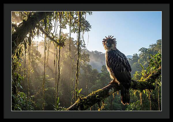 Philippine Eagle Perched Majestically