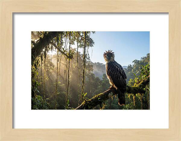Philippine Eagle Perched Majestically