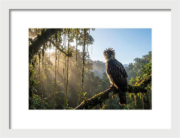 Philippine Eagle Perched Majestically