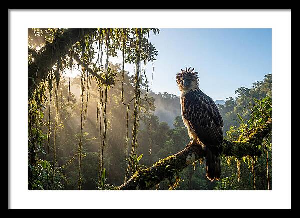 Philippine Eagle Perched Majestically