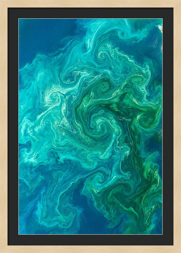 Phytoplankton Bloom Swirls