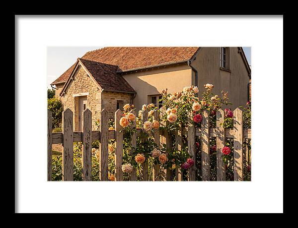 Picket Fence Embraced By Roses
