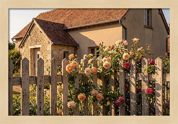 Picket Fence Embraced By Roses