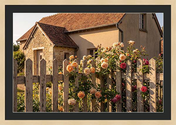 Picket Fence Embraced By Roses