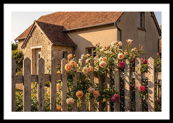 Picket Fence Embraced By Roses